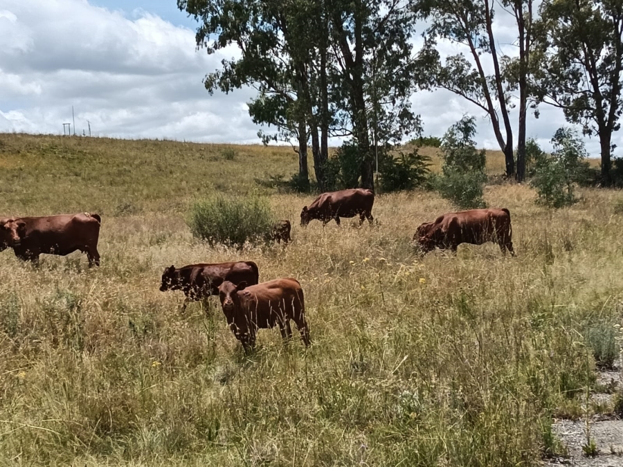 0 Bedroom Property for Sale in Lindley Rural Free State